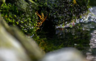 Vespula vulgaris, yaygın eşek arısı olarak bilinir.