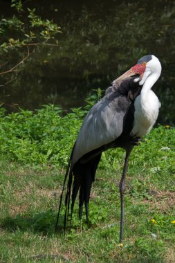 Gıdıklanmış vinç, Grus carunculata