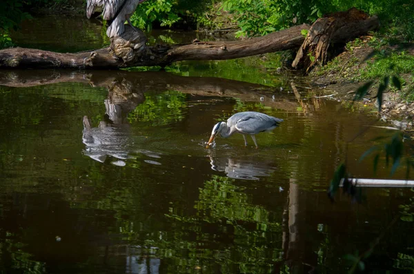 Сіра чапля, Ardea cinerea — стокове фото