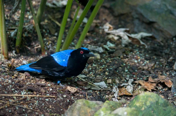 Asian Fairy bluebird, Irena puella — Stockfoto