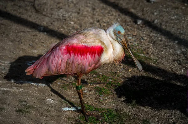 A colher de rosas, Platalea ajaja — Fotografia de Stock