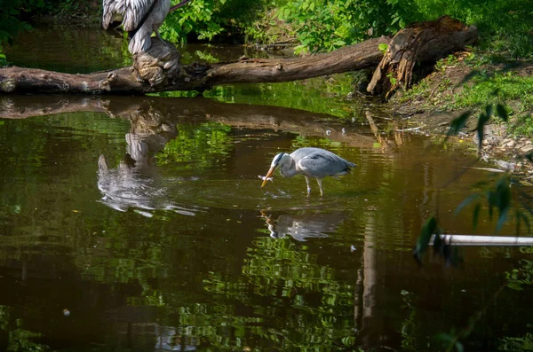 The grey heron, Ardea cinerea — Stock Photo, Image