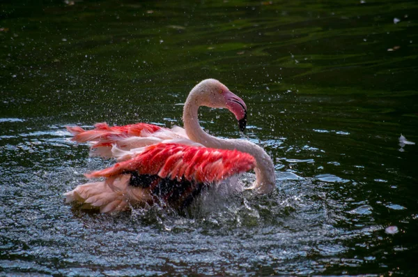 Bir Büyük Flamingo, Phoenicopterus gülü — Stok fotoğraf