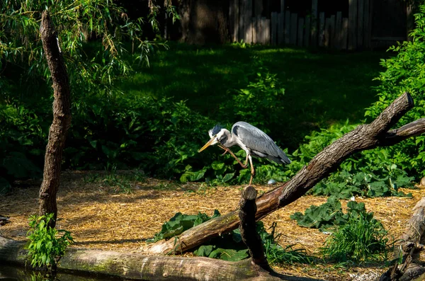 회색 왜가리 , Ardea cinerea — 스톡 사진