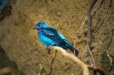 Erkek Spangled Cotinga (Cotinga cayana)