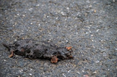 Avrupa köstebeği, Talpa Avrupa