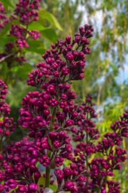 Şırınga, leylak ya da leylak rengi.