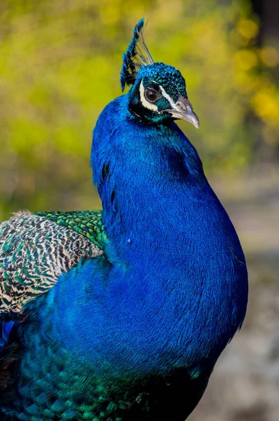 Peafowl blu indiano — Foto Stock