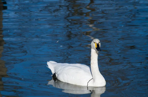 A Tundra swan — Stock fotografie