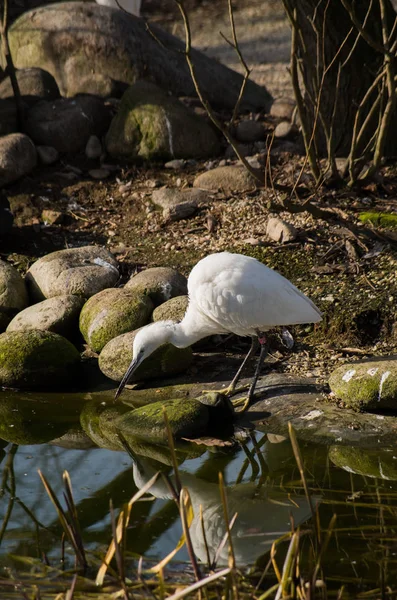 Egretta garzetta小egret — 图库照片