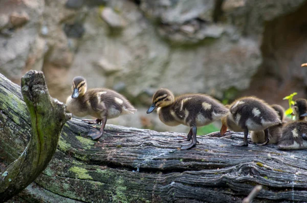 Η mallard, Anas platyrhynchos — Φωτογραφία Αρχείου