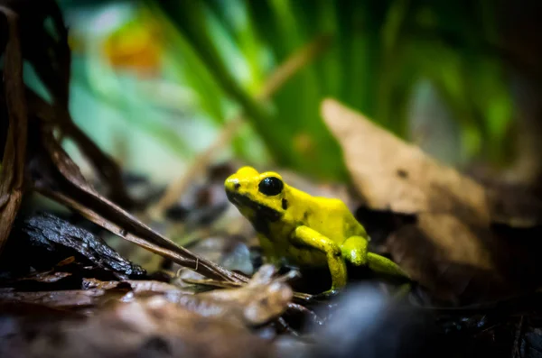 Golden poison frog — Stock Photo, Image