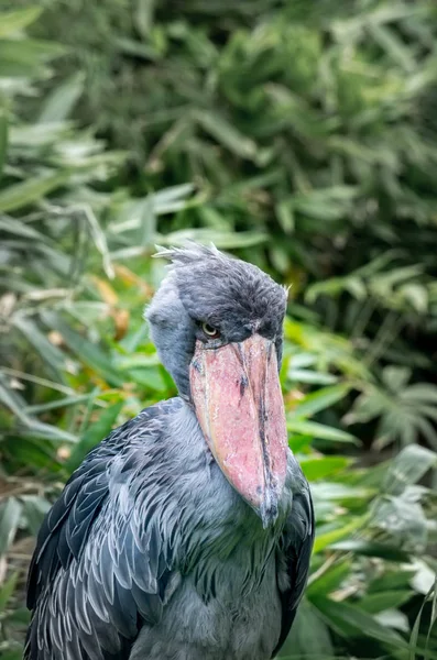 The shoebill, Balaeniceps rex — стоковое фото