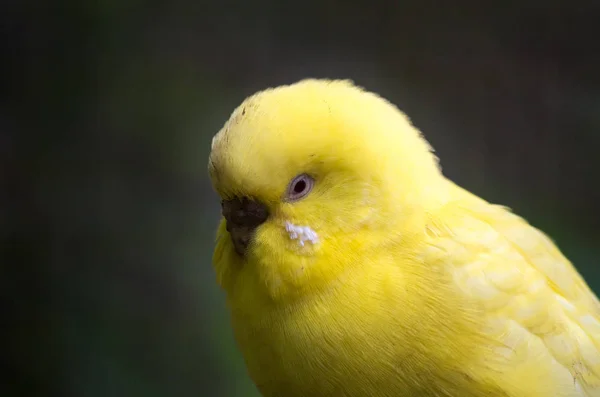 El periquito, Melopsittacus undulatus — Foto de Stock