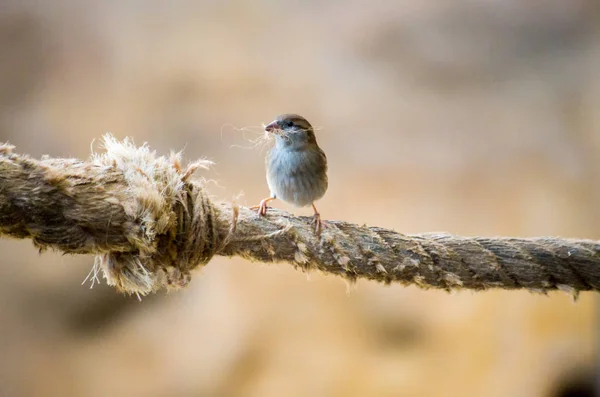 Sparrow collecting material — Stock Photo, Image