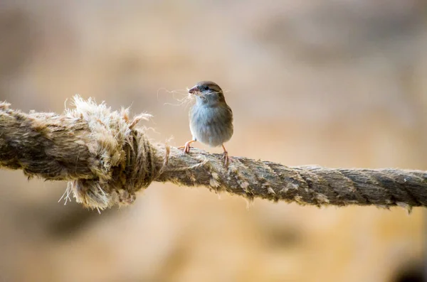 Matériel de collecte de moineau — Photo