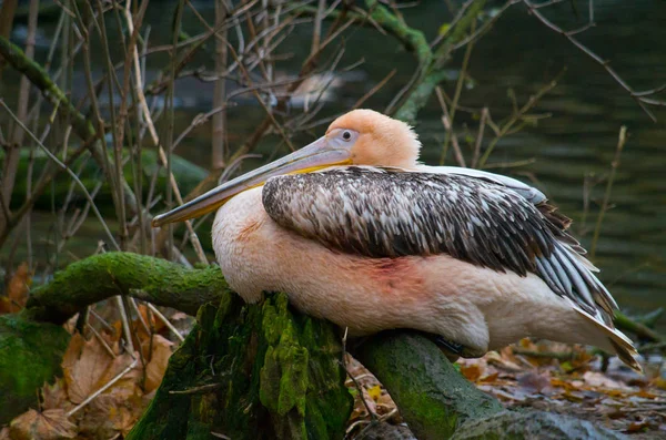 Eastern white pelican — Stock Photo, Image