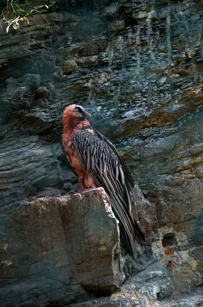 O abutre barbudo, Gypaetus barbatus — Fotografia de Stock