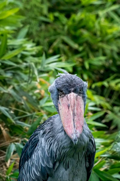 The shoebill, Balaeniceps rex — стоковое фото