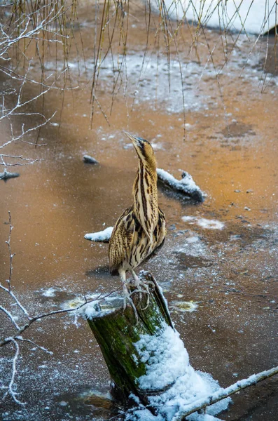 Eurasian Bittern, Botaurus stellaris — стокове фото