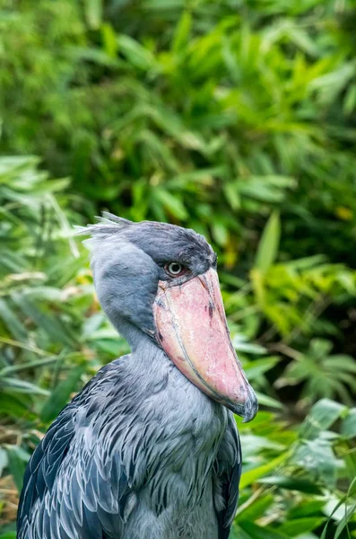 The shoebill, Balaeniceps rex — стоковое фото