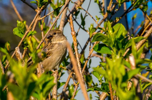 O pardal de casa, Passer domesticus — Fotografia de Stock