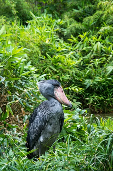 O shoebill, Balaeniceps rex — Fotografia de Stock