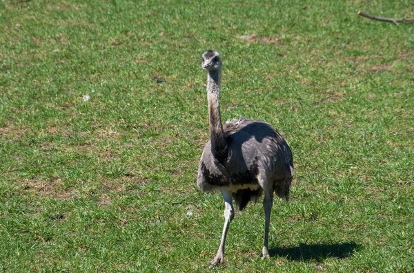 Young australian emu on grass — 스톡 사진