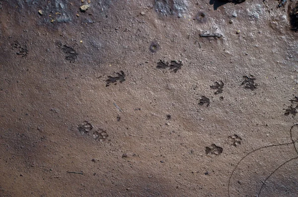 An animal track is an imprint left behind