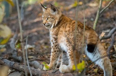 Kuzey vaşak, Lynx vaşak