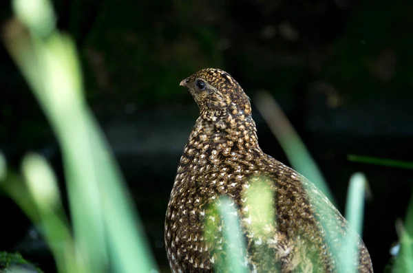 A mulher tragopana de Temminck . — Fotografia de Stock