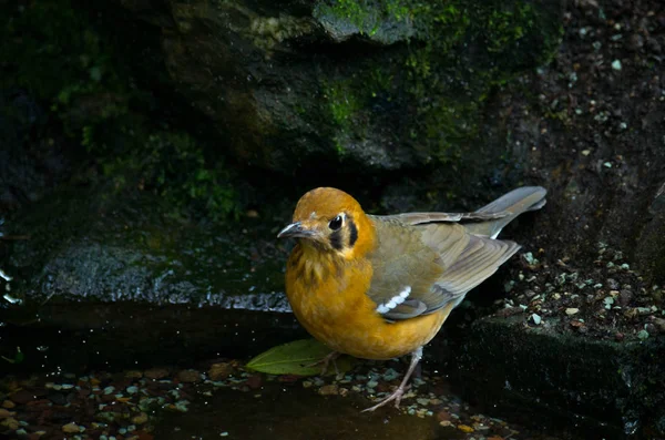 Turuncu başlı ardıç kuşu, Geokichla citrina melli — Stok fotoğraf