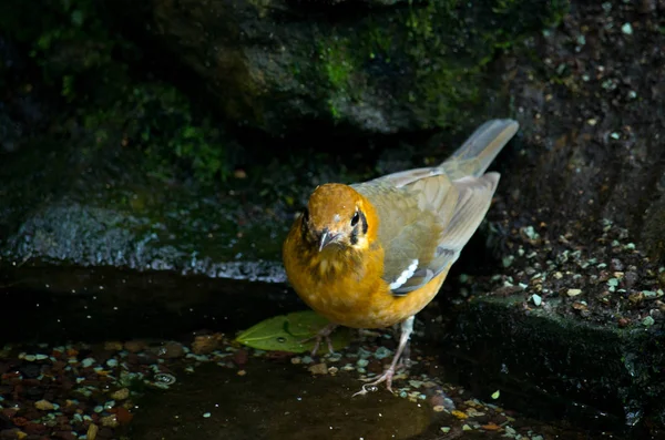 橘红色的画眉，Geokichla citrina melli — 图库照片