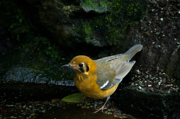 O tordo de cabeça laranja, Geokichla citrina melli — Fotografia de Stock