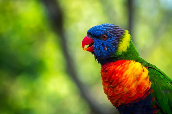 Regenbogenloriketen, Trichoglossus haematodus — Stockfoto