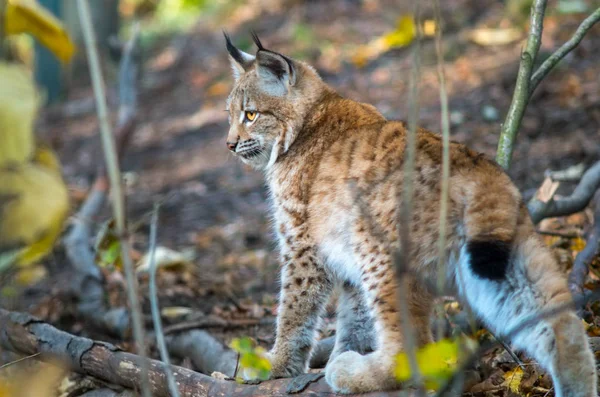 Luchs, Luchs, Luchs — Stockfoto