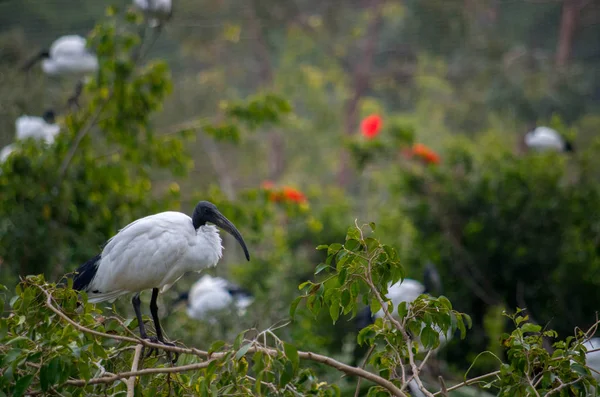 Afrykański święty Ibis, Threskiornis aethiopicus — Zdjęcie stockowe