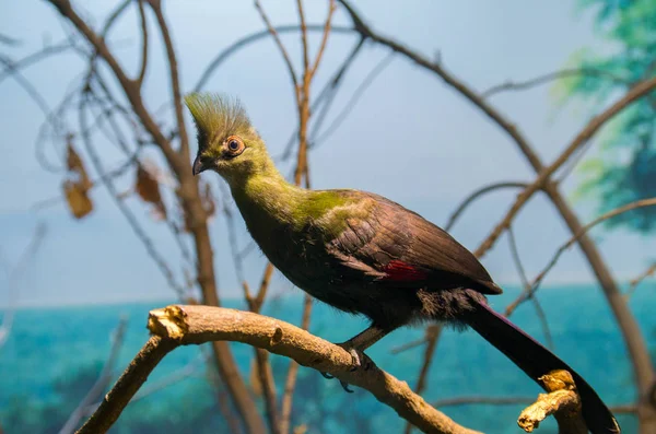 Guinea Turaco, Tauraco persa — Foto Stock