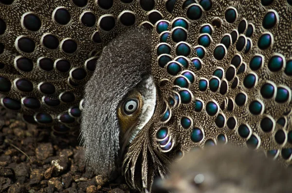 Grey Peacock-Pheasant, Polyplectron bicalcaratum — Stock Photo, Image