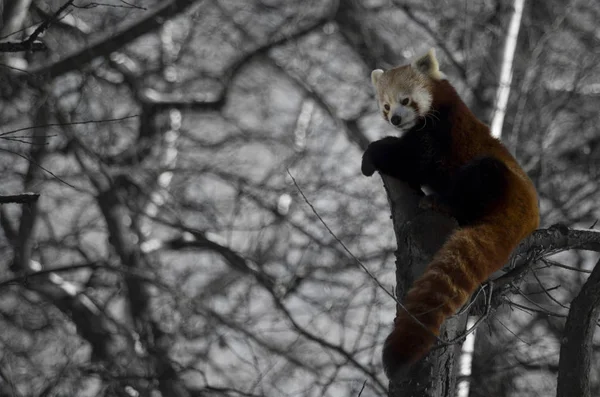 Το κόκκινο πάντα, Ailurus fulgens — Φωτογραφία Αρχείου