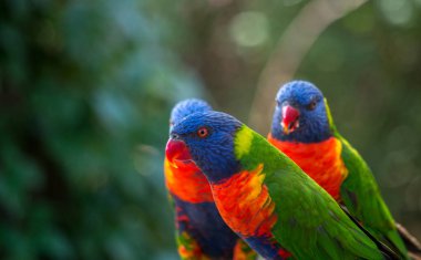 Gökkuşağı lorikeetleri, Trichoglossus hematodus