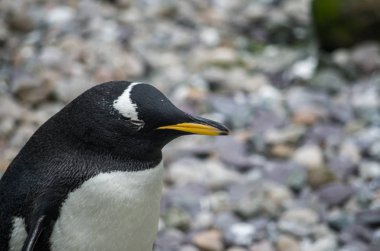 Gentoo pengueni dinleniyor