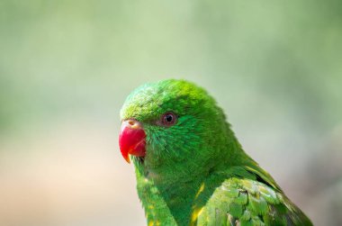 Muhteşem papağan, Polytelis Swainsonii