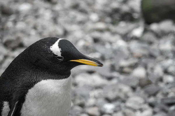 Gentoo-Pinguin rastet aus — Stockfoto