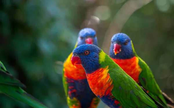 Lorikeets arcobaleno, Trichoglossus haematodus — Foto Stock