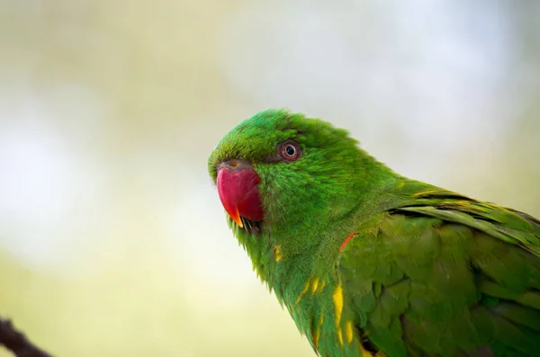 Den fantastiska papegojan, Polytelis swainsonii — Stockfoto