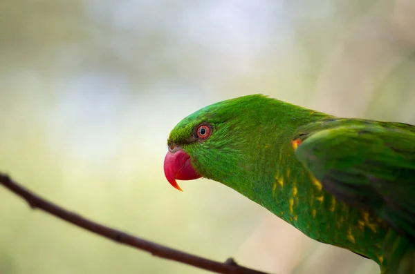 The superb parrot ,Polytelis swainsonii — ストック写真