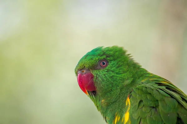 The superb parrot, Polytelis swainsonii — стоковое фото