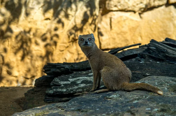 Der gelbe Mungo, cyclis penicillata — Stockfoto