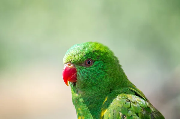 The superb parrot ,Polytelis swainsonii — Stock Photo, Image